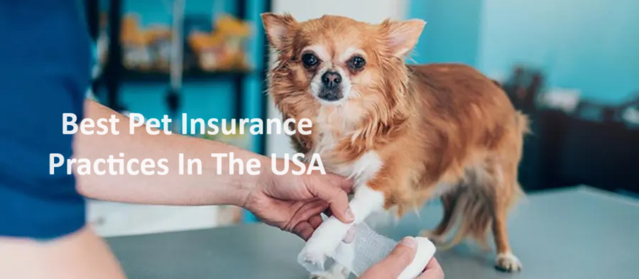 Top Pet Insurance Companies in the USA and Their Insurance Quotes